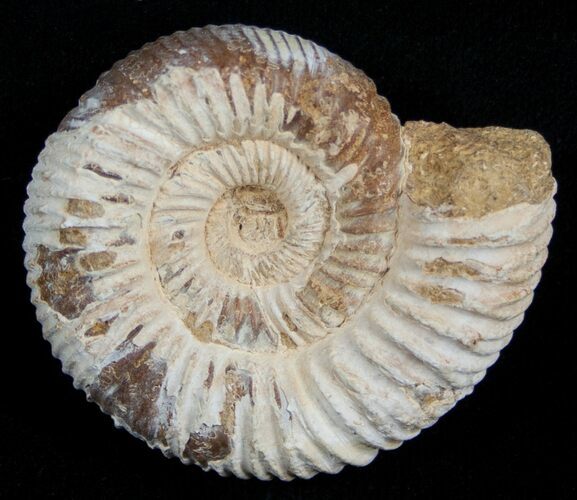 / Inch Perisphinctes Ammonite - Jurassic #1960